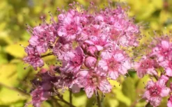 Gold Mound Spirea - 3 Gallon Pot -Herbers Zone Picture Spirea Gold Mound Flower Closeup