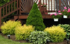 Gold Mound Spirea - 3 Gallon Pot -Herbers Zone Picture Spirea Gold Mound Landscape