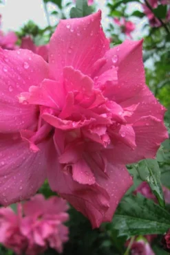 Lucy Rose Of Sharon (Single Trunk Tree) - 7 Gallon Pot (3-4') -Herbers Zone Rose Of Sharon Lucy 12 1