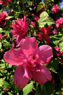 Lucy Rose Of Sharon (Single Trunk Tree) - 7 Gallon Pot (3-4') -Herbers Zone Rose Of Sharon Lucy 13 1