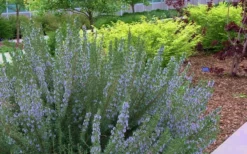 Arp Rosemary - 5 Pack Of Quart Pots -Herbers Zone Rosemary Arp Blooming 1