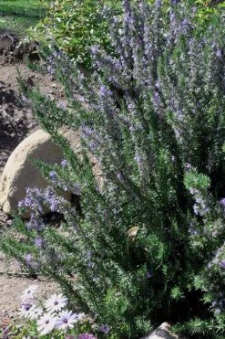 Barbeque Rosemary Plant - 1 Gallon Pot 9 Barbeque Rosemary Plant - 1 Gallon Pot -Herbers Zone Rosemary Barbeque 11