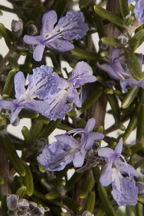 Barbeque Rosemary Plant - 1 Gallon Pot 5 Barbeque Rosemary Plant - 1 Gallon Pot - Image 5