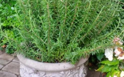 Barbeque Rosemary Plant - 1 Gallon Pot 11 Barbeque Rosemary Plant - 1 Gallon Pot -Herbers Zone Rosemary Barbeque