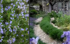 Chef's Choice Rosemary - 1 Gallon Pot -Herbers Zone Rosemary Chefs Choice 2