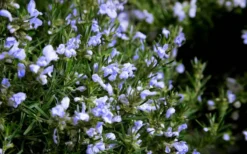 Chef's Choice Rosemary - 3 Gallon Pot -Herbers Zone Rosemary Chefs Choice Flowers 2