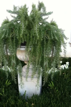 Foxtail Rosemary Plant - 3 Pack Of Quart Pots -Herbers Zone Rosemary Foxtail 2