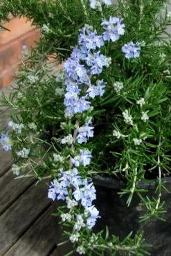 Foxtail Rosemary Plant - 3 Pack Of Quart Pots -Herbers Zone Rosemary Foxtail 3