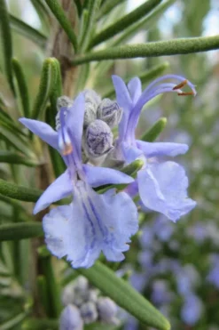 Prostrate Creeping Rosemary - 1 Gallon Pot -Herbers Zone Rosemary Prostrate 17 1