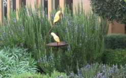 Tuscan Blue Rosemary - 5 Pack Of Quart Pots 8 Tuscan Blue Rosemary - 5 Pack Of Quart Pots -Herbers Zone Rosemary Tuscan Blue 2 1