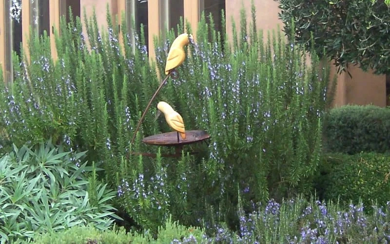 Tuscan Blue Rosemary - 5 Pack Of Quart Pots 4 Tuscan Blue Rosemary - 5 Pack Of Quart Pots - Image 4