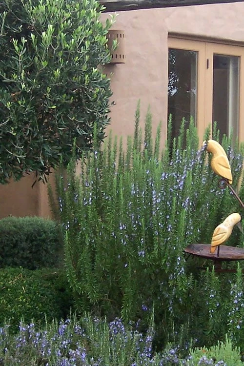 Tuscan Blue Rosemary - 5 Pack Of Quart Pots 1 Tuscan Blue Rosemary - 5 Pack Of Quart Pots