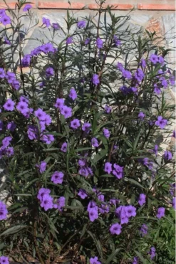 Purple Showers Mexican Petunia - Ruellia - 3 Gallon Pot -Herbers Zone Ruellia Purple Showers 10 1