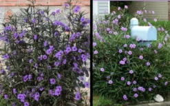 Purple Showers Mexican Petunia - Ruellia - 3 Gallon Pot -Herbers Zone Ruellia Purple Showers 2 1