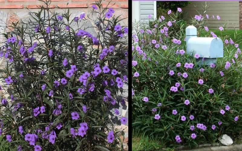 Purple Showers Mexican Petunia - Ruellia - 1 Gallon Pot 5 Purple Showers Mexican Petunia - Ruellia - 1 Gallon Pot - Image 5
