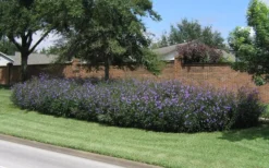 Purple Showers Mexican Petunia - Ruellia - 3 Gallon Pot -Herbers Zone Ruellia Purple Showers 8 1