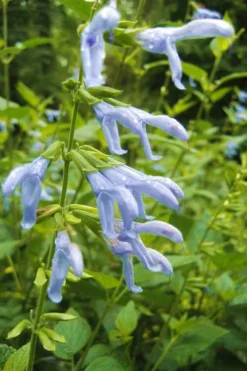 Argentine Skies Salvia (Hummingbird Sage) - 1 Gallon Pot -Herbers Zone Salvia Argentine Skies 4