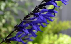 Black And Blue Salvia (Blue Anise Sage) - Salvia Guaranitica - 6 Pack Of 1 Gallon Pots -Herbers Zone Salvia Black And Blue 1