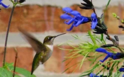 Black And Blue Salvia (Blue Anise Sage) - Salvia Guaranitica - 6 Pack Of 1 Gallon Pots -Herbers Zone Salvia Black And Blue 2