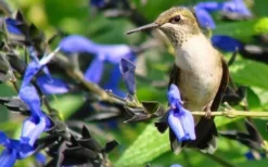 Black And Blue Salvia (Blue Anise Sage) - Salvia Guaranitica - 6 Pack Of 1 Gallon Pots -Herbers Zone Salvia Black And Blue 3