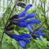 Black And Blue Salvia (Blue Anise Sage) - Salvia Guaranitica - 6 Pack Of 1 Gallon Pots