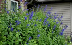 Black And Blue Salvia (Blue Anise Sage) - Salvia Guaranitica - 7.5" Pot -Herbers Zone Salvia Black And Blue 6 1