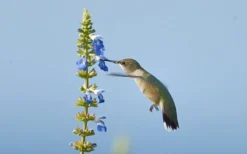Bog Sage - Salvia Uliginosa - 3 Pack Of Quart Pots 9 Bog Sage - Salvia Uliginosa - 3 Pack Of Quart Pots -Herbers Zone Salvia Bog Hummingbird