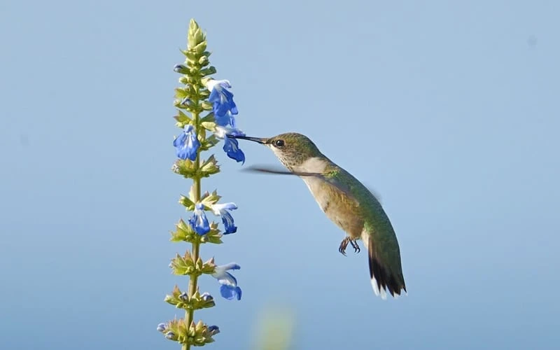 Bog Sage - Salvia Uliginosa - 3 Pack Of Quart Pots 5 Bog Sage - Salvia Uliginosa - 3 Pack Of Quart Pots - Image 5