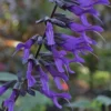 Purple Majesty Salvia (Salvia Guaranitica) - 1 Gallon Pot