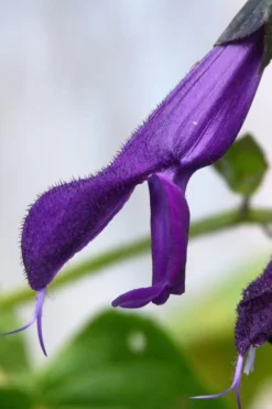 Purple Majesty Salvia (Salvia Guaranitica) - 1 Gallon Pot -Herbers Zone Salvia Guarantica Purple Majesty 4