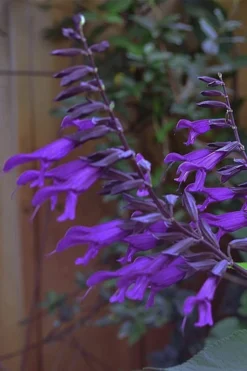 Purple Majesty Salvia (Salvia Guaranitica) - 1 Gallon Pot -Herbers Zone Salvia Guarantica Purple Majesty 5
