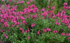 Heatwave Brilliance Salvia (Sage) - 1 Gallon Pot -Herbers Zone Salvia Heatwave Brilliance Landscape