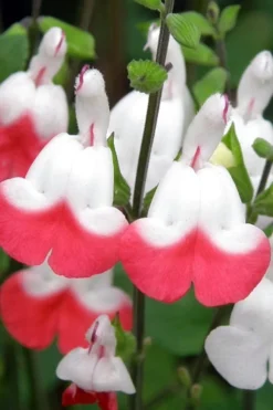 Hot Lips Sage - Salvia Microphylla - 7.5" Pot -Herbers Zone Salvia Hot Lips 10
