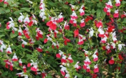 Hot Lips Sage - Salvia Microphylla - 7.5" Pot -Herbers Zone Salvia Hot Lips 13