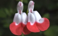 Hot Lips Sage - Salvia Microphylla - 7.5" Pot -Herbers Zone Salvia Hot Lips 15