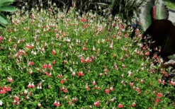 Hot Lips Sage - Salvia Microphylla - 7.5" Pot -Herbers Zone Salvia Hot Lips 17