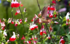 Hot Lips Sage - Salvia Microphylla - 7.5" Pot -Herbers Zone Salvia Hot Lips 20