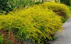 Fireworks Goldenrod (Solidago) - 1 Gallon Pot 11 Fireworks Goldenrod (Solidago) - 1 Gallon Pot -Herbers Zone Solidag Fireworks 10