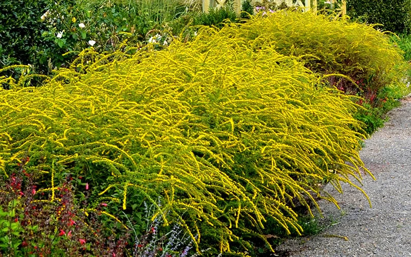 Fireworks Goldenrod (Solidago) - 1 Gallon Pot 5 Fireworks Goldenrod (Solidago) - 1 Gallon Pot - Image 5