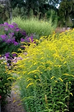 Fireworks Goldenrod (Solidago) - 1 Gallon Pot 10 Fireworks Goldenrod (Solidago) - 1 Gallon Pot -Herbers Zone Solidago Fireworks 6
