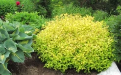 Gold Mound Spirea - 3 Gallon Pot -Herbers Zone Spirea Gold Mound 50