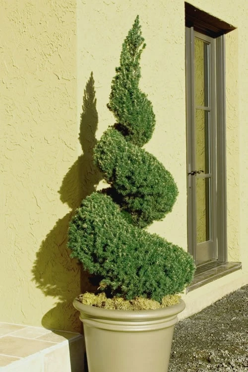 Spiral Dwarf Alberta Spruce Topiary - 3 Gallon Pot 1 Spiral Dwarf Alberta Spruce Topiary - 3 Gallon Pot