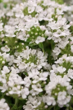 White Creeping Thyme (Thymus Praecox 'Albiflorus') - 5 Pack Of Quart Pots -Herbers Zone Thyme Creeping White 3