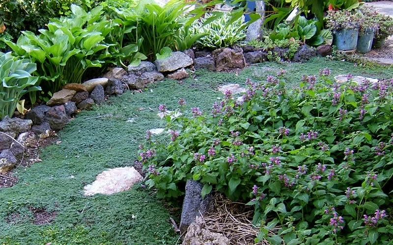 Elfin Creeping Thyme - Thymus Serphyllum - 10 Pack Of 4" Pint Pots 4 Elfin Creeping Thyme - Thymus Serphyllum - 10 Pack Of 4" Pint Pots - Image 4