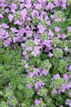 Elfin Creeping Thyme - Thymus Serpyllum Elfin - 18 Pack Of 3.5" Pint Pots -Herbers Zone Thyme Elfin BS 3