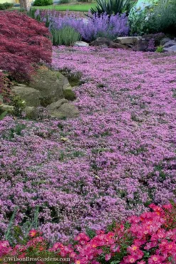 Creeping Mother Of Thyme (Thymus Serpyllum) - 5 Pack Of Quart Pots 10 Creeping Mother Of Thyme (Thymus Serpyllum) - 5 Pack Of Quart Pots -Herbers Zone Thyme Pink Chintz 10