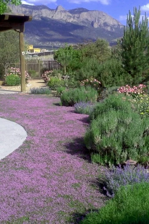 Creeping Mother Of Thyme (Thymus Serpyllum) - 5 Pack Of Quart Pots 1 Creeping Mother Of Thyme (Thymus Serpyllum) - 5 Pack Of Quart Pots