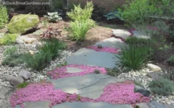 Pink Chintz Thyme - Thymus Serpyllum - 5 Pack Of Quart Pots -Herbers Zone Thyme Pink Chintz 8 2