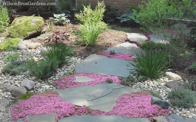 Creeping Mother Of Thyme (Thymus Serpyllum) - 5 Pack Of Quart Pots 5 Creeping Mother Of Thyme (Thymus Serpyllum) - 5 Pack Of Quart Pots - Image 5
