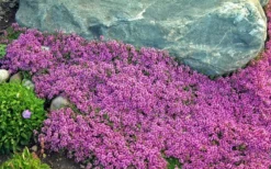 Red Creeping Thyme (Thymus Praecox 'Coccineus') - 5 Pack Of Quart Pots -Herbers Zone Thyme Red Creeping 10
